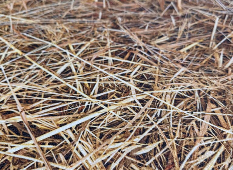 Fotoboden Stroh Messe Berlin